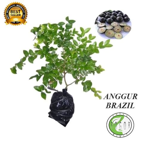 Jual Bibit Pohon Tanaman Buah Anggur Brazil Hitam Kupalandak