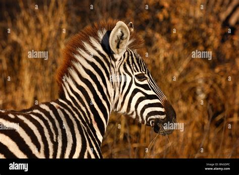 Plains Burchells Zebra Equus Burchelli Hi Res Stock Photography And