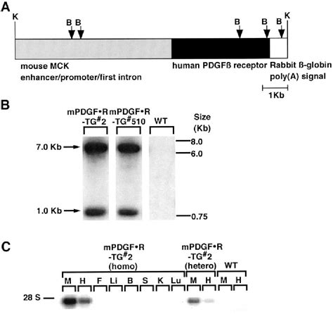 Figure 1 from Platelet-derived growth factor stimulates glucose ...