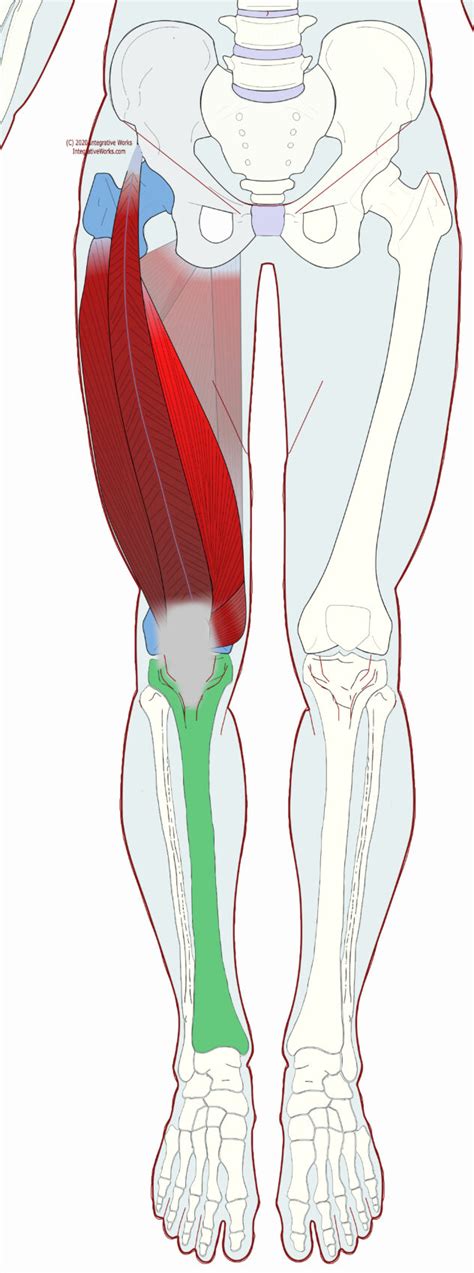 Vastus Medialis Functional Anatomy Integrative Works