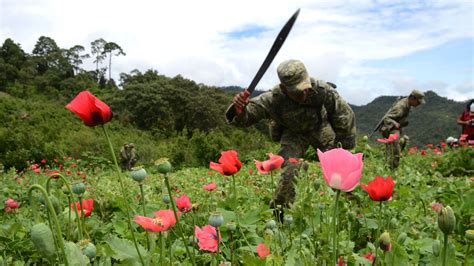 Localizan Y Destruyen Tres Plant Os De Amapola En Sinaloa De Leyva