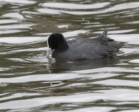 Eurasian Coot Eurasian Coot PSeubert Flickr