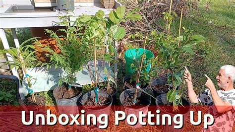 Rare Food Forest Plant Haul Unboxing And Potting Up Youtube