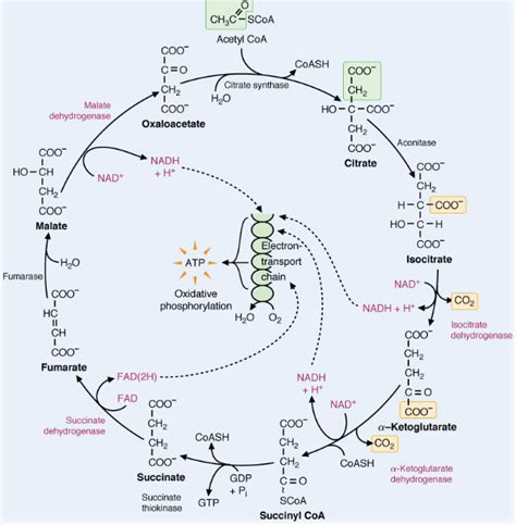 Chapter Other Pathways Of Carbohydrate Metabolism Bs