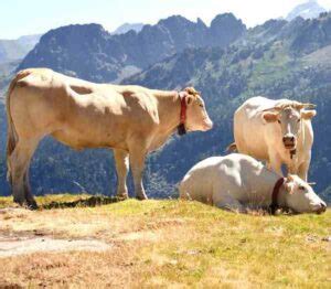 Blonde D Aquitaine Cattle Origin Characteristics Uses