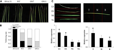 Figure From A Rice Nac Transcription Factor Promotes Leaf Senescence