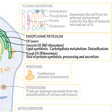 Biochemistry Glossary Endomembrane System Ditki Medical Biological