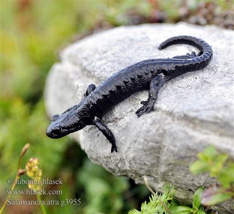 Alppisalamanteri Salamandra Atra Alpen Salamander Alpine Salamander