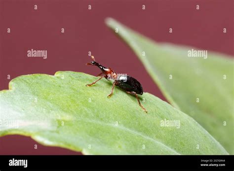 Sweet Potato Weevil stock photo Stock Photo - Alamy