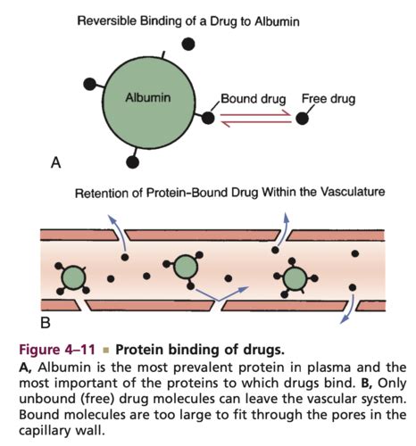 Pharmacokinetics Pharmacodynamics Flashcards Quizlet