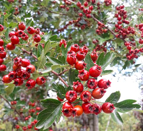 Crataegus monogyna Tree | Hillier Trees
