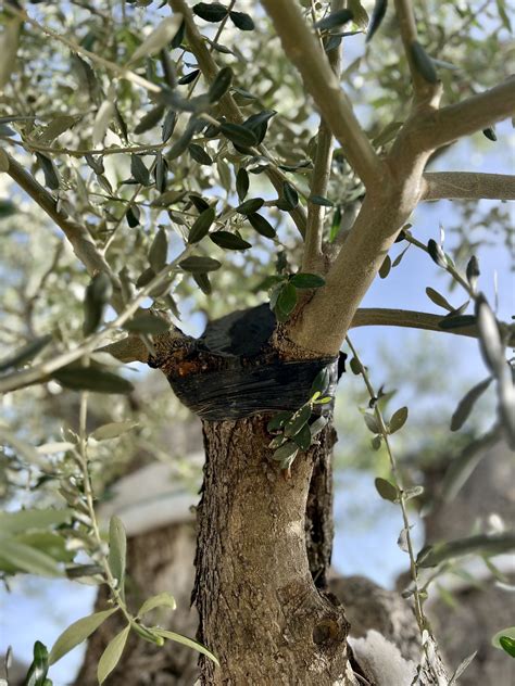 2024 Unesco World Olive Tree Day Dedicated To Puglias Monumental Olive