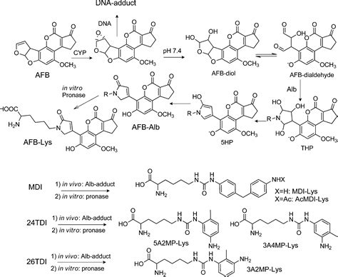 Biomonitoring Human Albumin Adducts The Past The Present And The