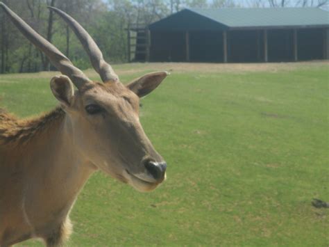 Common Eland Zoochat