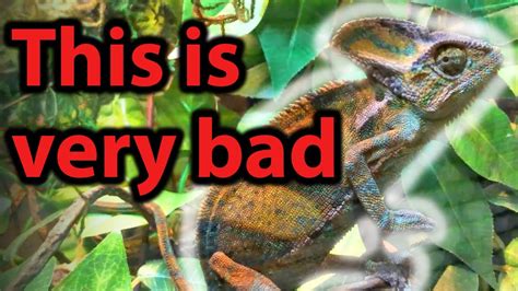 25 Signs Your Chameleon Is Sick Youtube