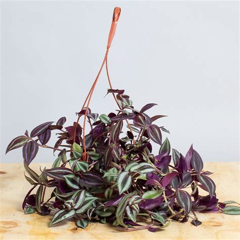 Tradescantia Zebrina Purple Cm Hanging Pot Tropical Plants Uk