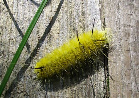 Fuzzy Yellow Caterpillar