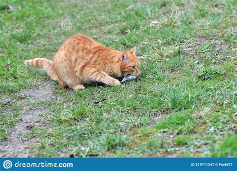 A Domestic Red Cat Caught A Bird In The Garden Stock Image Image Of