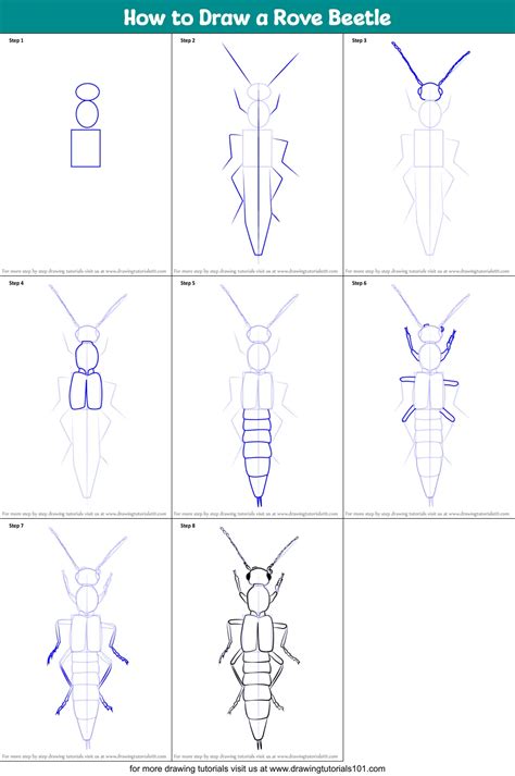 How To Draw A Rove Beetle Beetles Step By Step