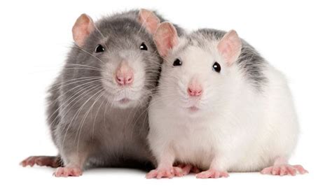 154 Pet and Famous Rat Names – Animal Names