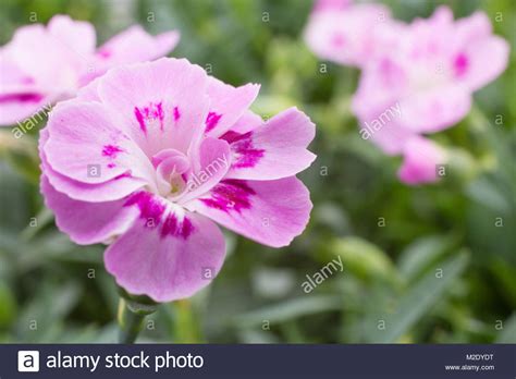 Dianthus 'Pink Kisses' Stock Photo - Alamy