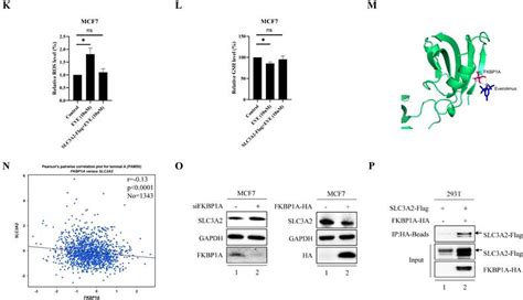 Integrated Analysis Of FKBP1A SLC3A2 Axis In Everolimus Inducing