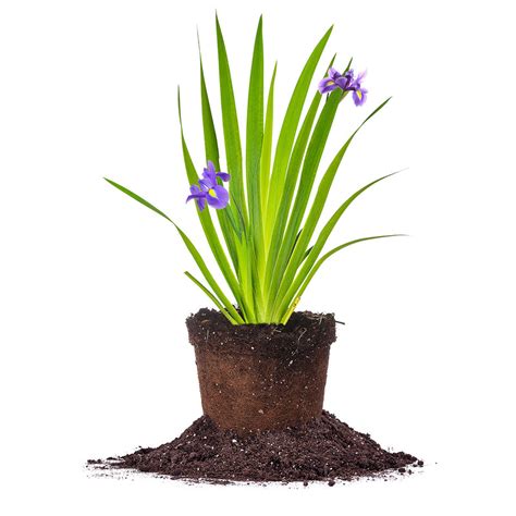 Buy Purple Louisiana Iris For Sale Beautiful Purple Flowers Perfect