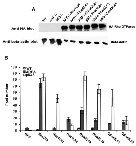 The Active Rac1 RhoA And Cdc42 Mutants Cooperate With P19Arf Or P53