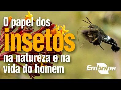 O papel dos insetos na natureza e na vida do homem e a importância das