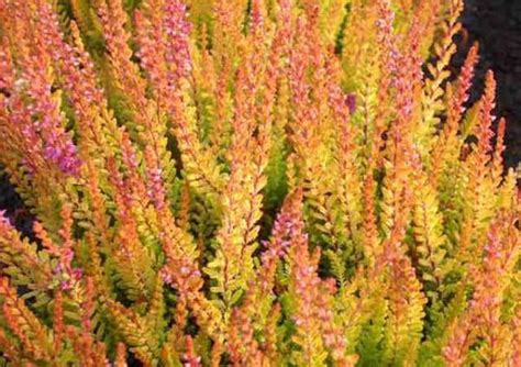 Award Winning Calluna Vulgaris Firefly Heather Is One Of The Most