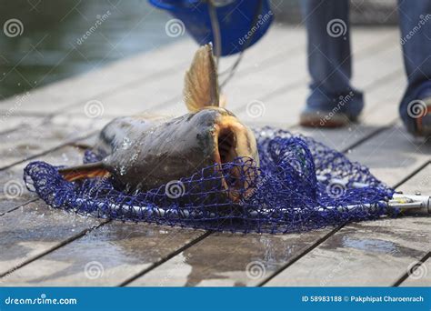 Fisherman Caught A Giant Catfish Stock Photo Image Of People Guide