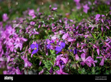 A Closeup Of Aubrieta Deltoidea Common Names Lilacbush Purple Rock