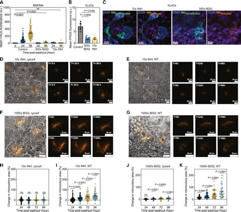 Mechanopathology Of Biofilm Like Mycobacterium Tuberculosis Cords Cell