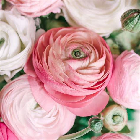 Your Guide to Gorgeous Ranunculus Wedding Flowers - Rose Hill Flowers - Weddings & Special Events