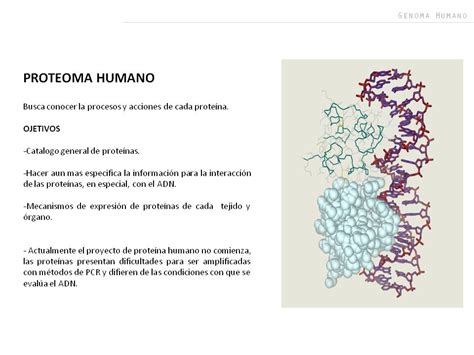 De la eugenesia a la terapia génica un recorrido histórico Genoma humano