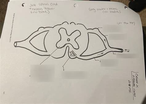 Spinal Cord Diagram Quizlet