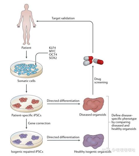 Ipsc Induced Pluripotent Stem Cells In Disease Modelling And Drug