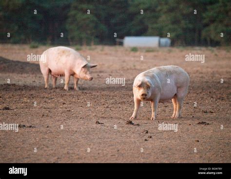 Pigs On A Farm In Suffolk Stock Photo Alamy