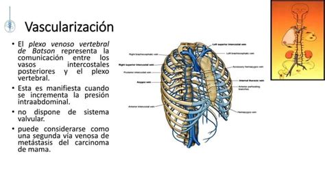 Anatomia Quirurgica Y Topografica De La Mama