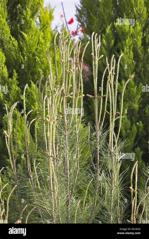 High Grass Hi Res Stock Photography And Images Alamy