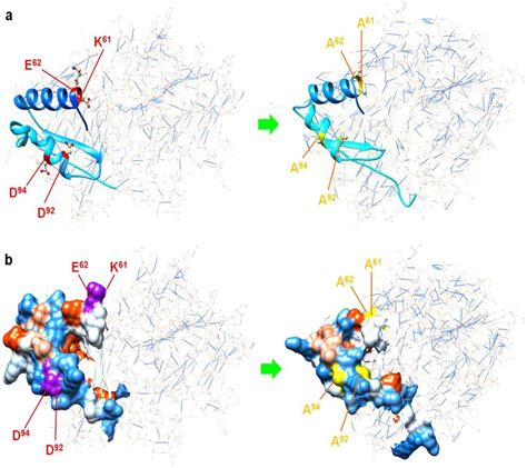 Structural Mutant Of The F Domain Due To Amino Acid Substitution In