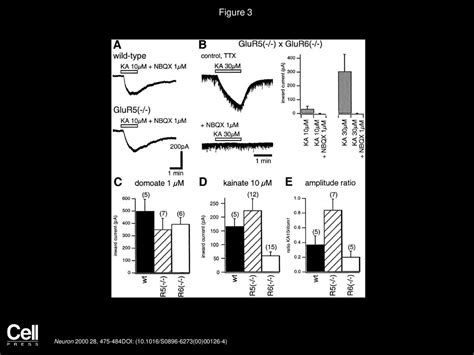 Subunit Composition Of Kainate Receptors In Hippocampal Interneurons