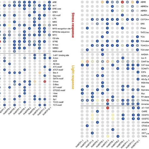 Cis Acting Regulatory Elements Identified In The Promoter Regions Of