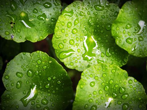 Bright Close Up Color Dew Dewdrops Drop Droplets Environment