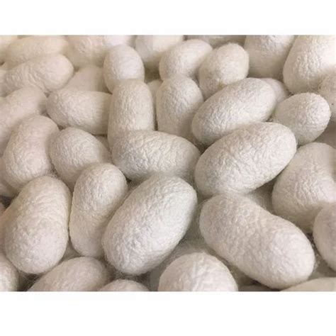 White Silkworm Cocoon, Packaging Type: Box at Rs 600/kilogram in ...