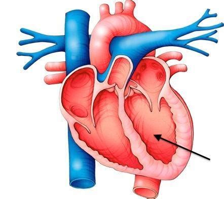 Left ventricle – Pulmonary Function I (Outline) Meaning