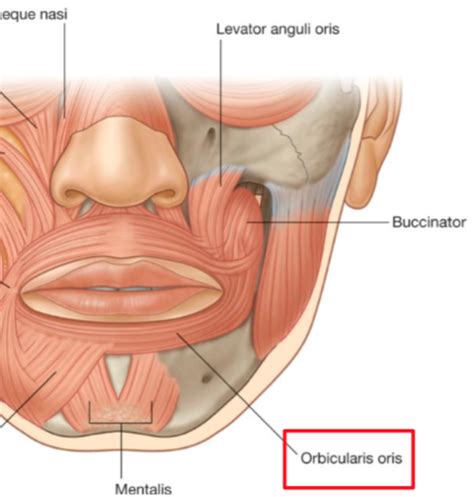 Intra And Extra Oral Surface Anatomy PART 3 Flashcards Quizlet