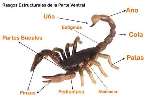 Escorpion Características Costumbres Tamaño Vida