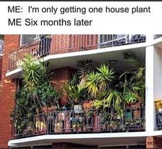 Plant Memes