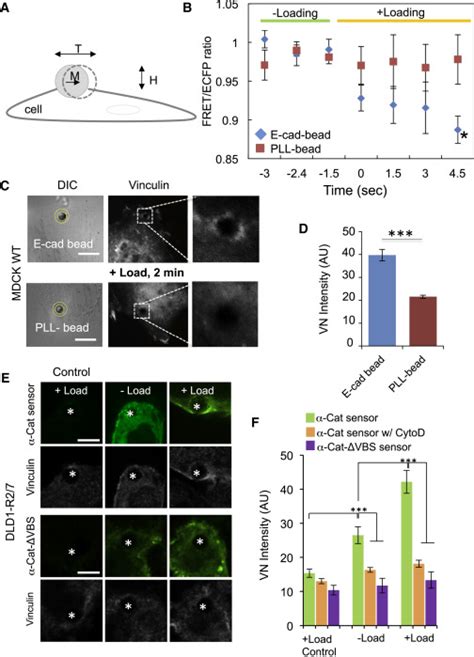 Dynamic Visualization Of α Catenin Reveals Rapid Reversible Conformation Switching Between